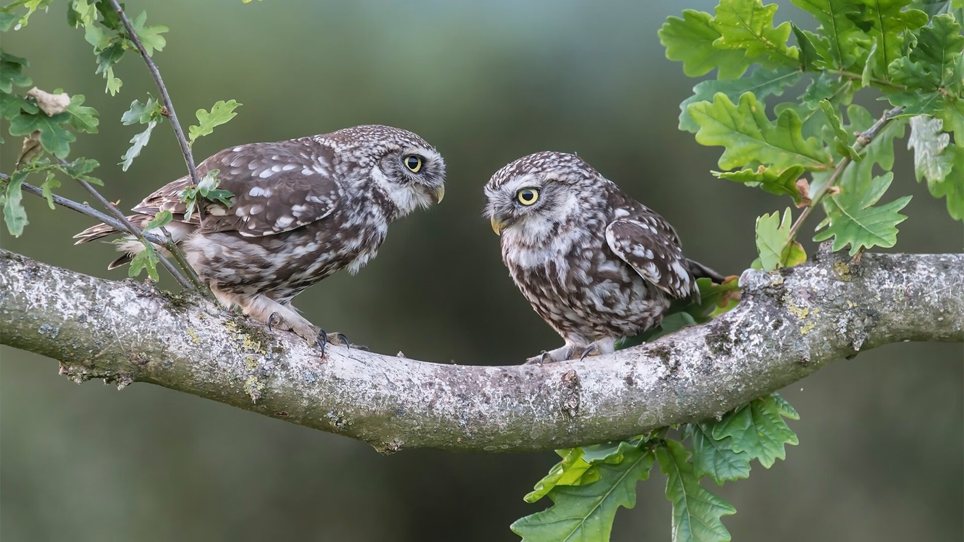 AYX体育-强队对抗：巅峰时刻的精彩绝伦较量，强队对强队的成语